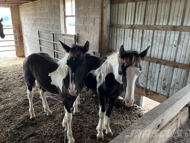  Horse Filly Egyéb állattenyésztés gépei és tartozékok