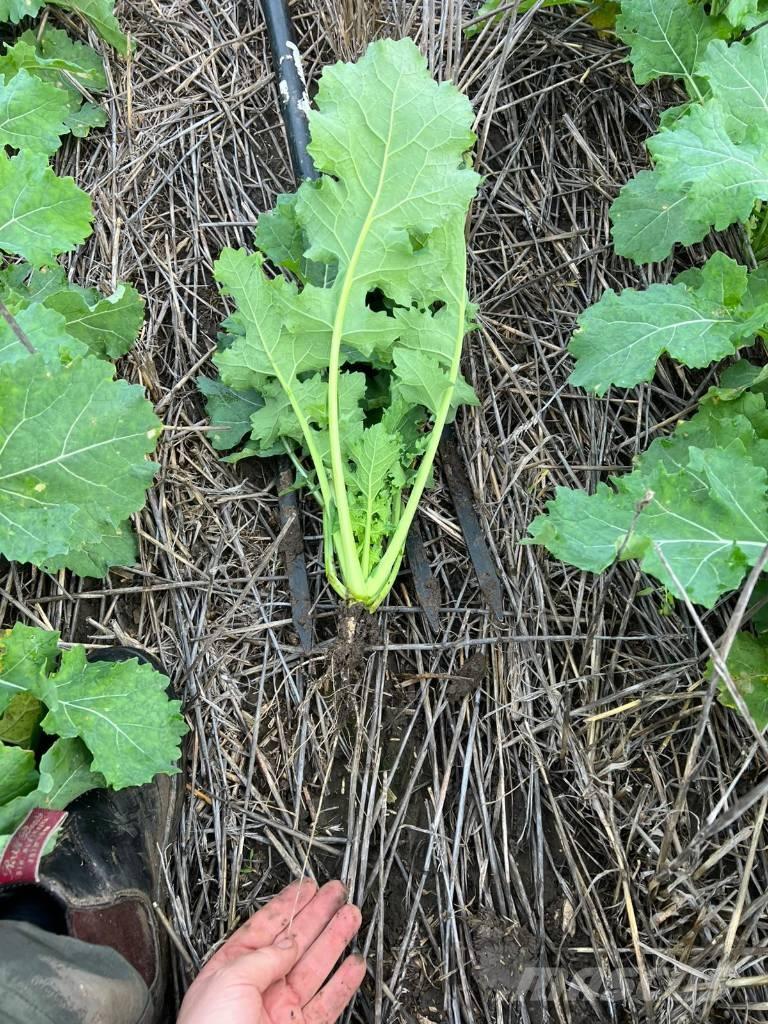 Horsch Focus 6 TD Sorvetőgép