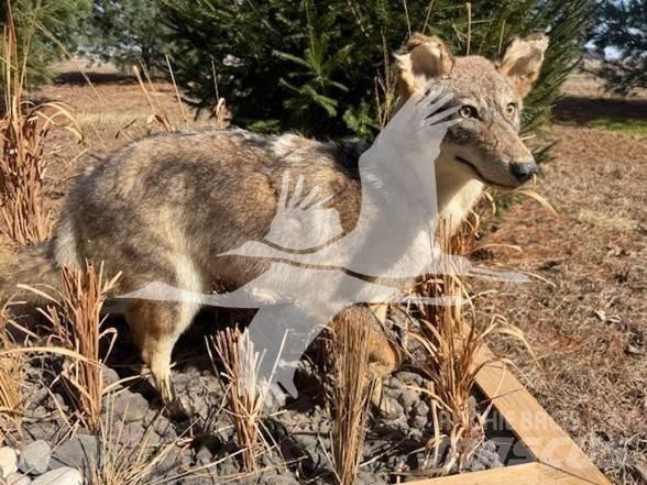 Coyote  Építőipar - Egyebek