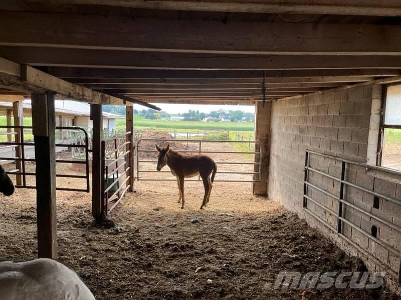  Mule Colt Egyéb állattenyésztés gépei és tartozékok