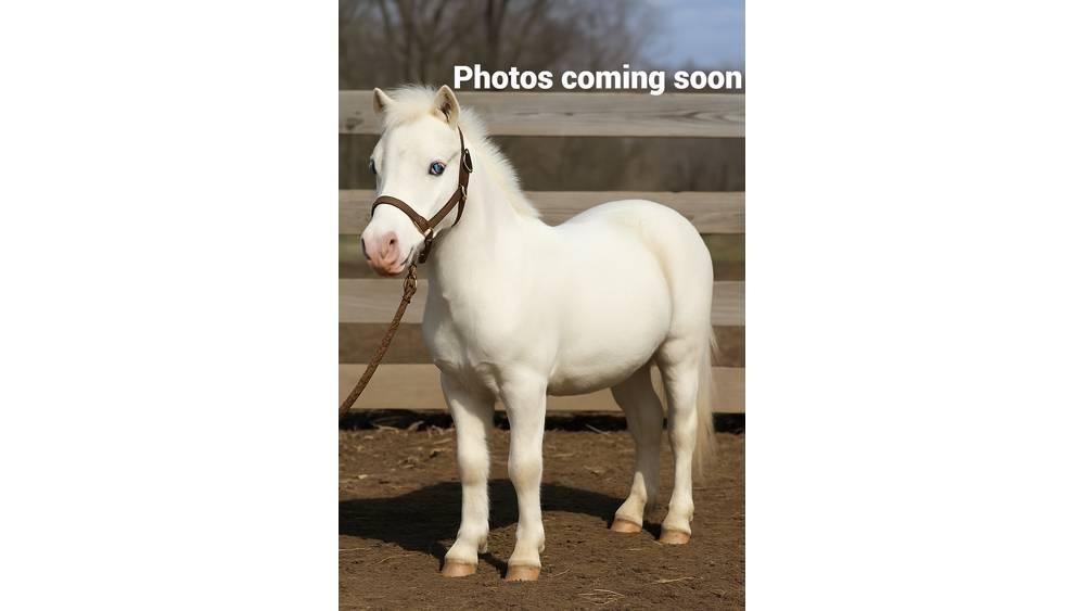 White Pony 40in Tejipari eszközök