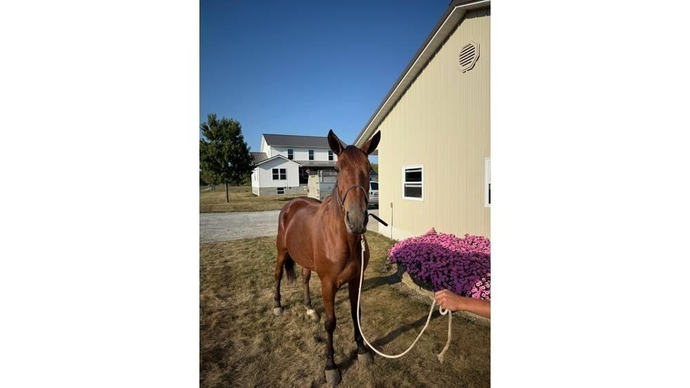  Horse Standardbred Egyéb állattenyésztés gépei és tartozékok