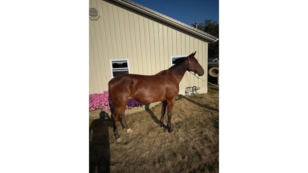  Horse Standardbred Egyéb állattenyésztés gépei és tartozékok