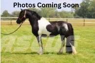  Horse Standardbred Egyéb állattenyésztés gépei és tartozékok