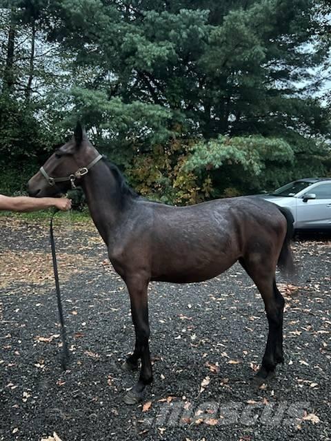  Horse Standardbred Egyéb állattenyésztés gépei és tartozékok