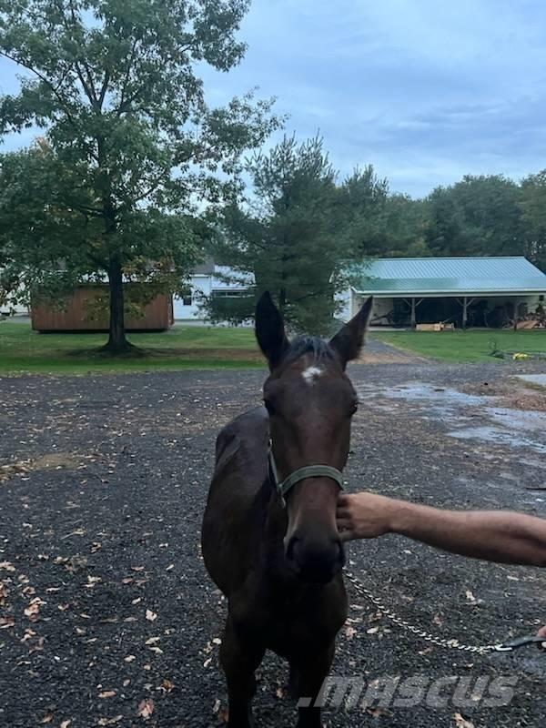  Horse Standardbred Egyéb állattenyésztés gépei és tartozékok