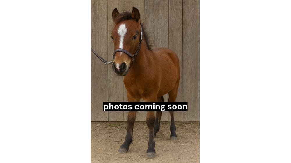  Pony Stallion 35in Tejipari eszközök