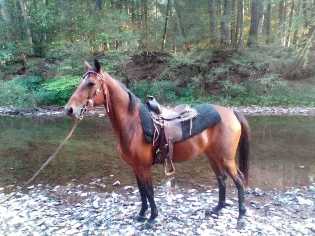 Morgan Mare Egyéb állattenyésztés gépei és tartozékok