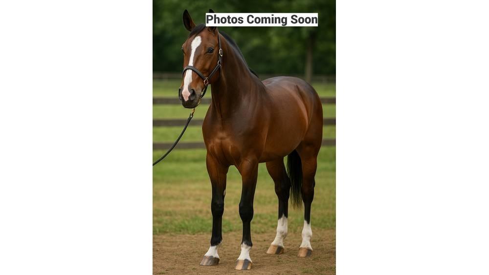  Standardbred Gelding Tejipari eszközök