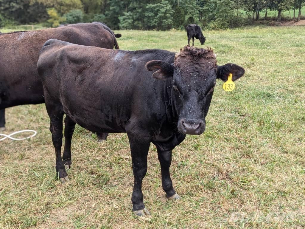 Bull (Organic Farm) Tejipari eszközök
