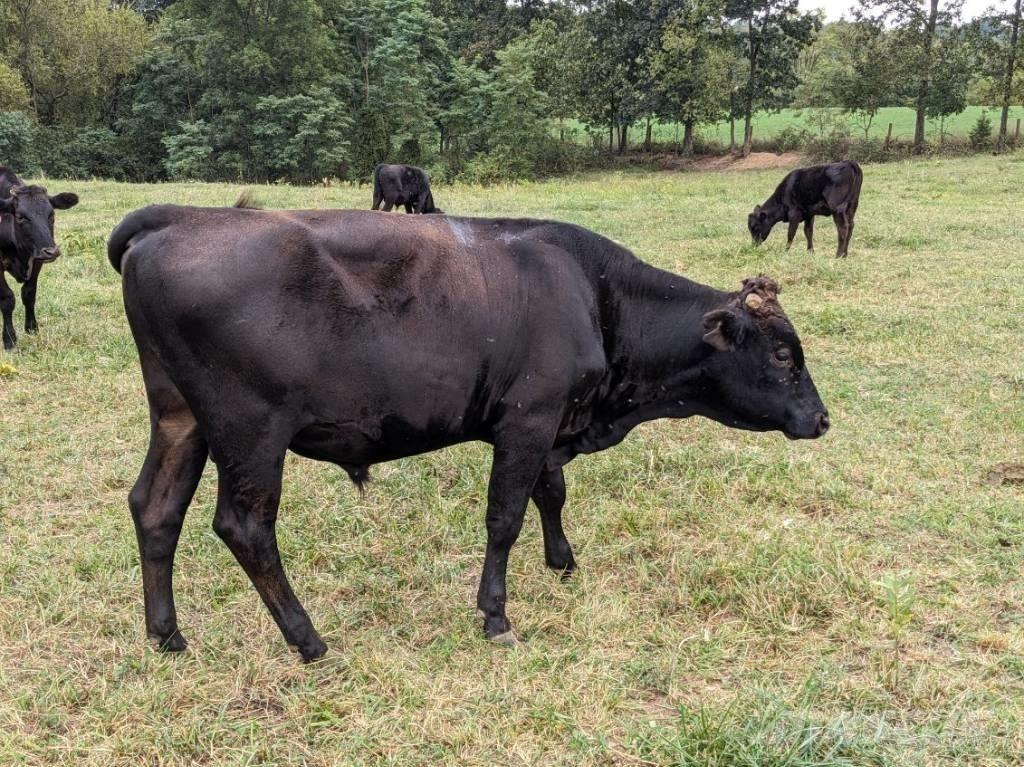 Bull (Organic Farm) Tejipari eszközök
