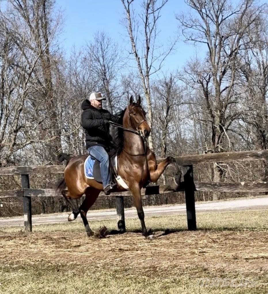  Horse Saddlebred Egyéb állattenyésztés gépei és tartozékok