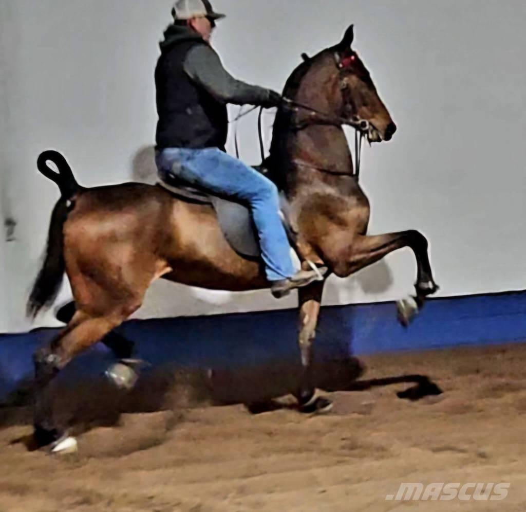  Horse Saddlebred Egyéb állattenyésztés gépei és tartozékok