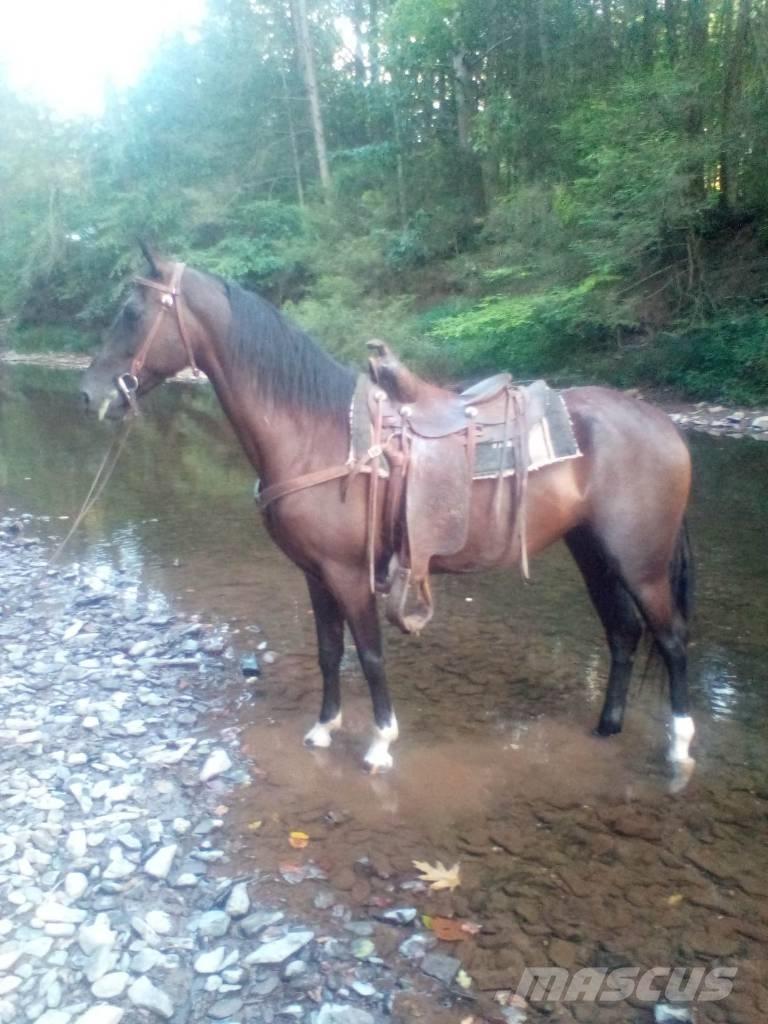  Horse Standaredbred Egyéb állattenyésztés gépei és tartozékok