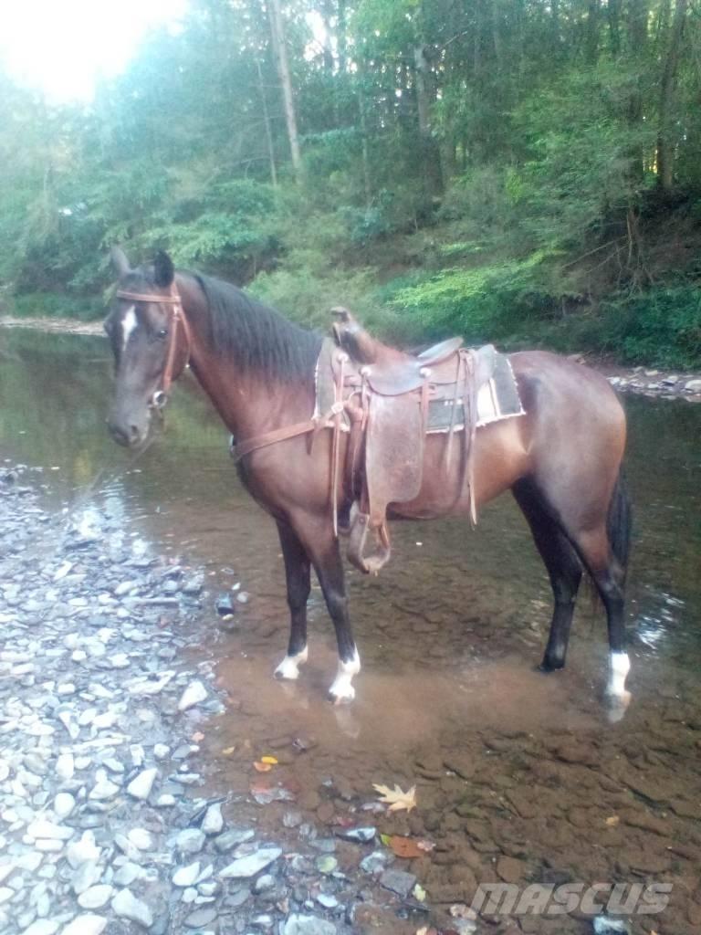  Horse Standaredbred Egyéb állattenyésztés gépei és tartozékok
