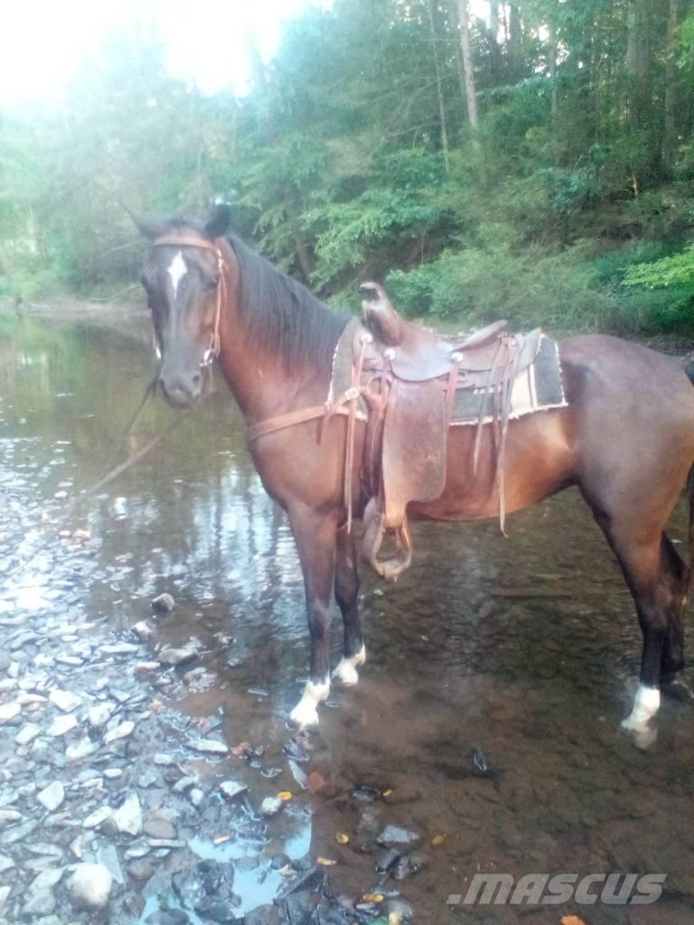  Horse Standaredbred Egyéb állattenyésztés gépei és tartozékok