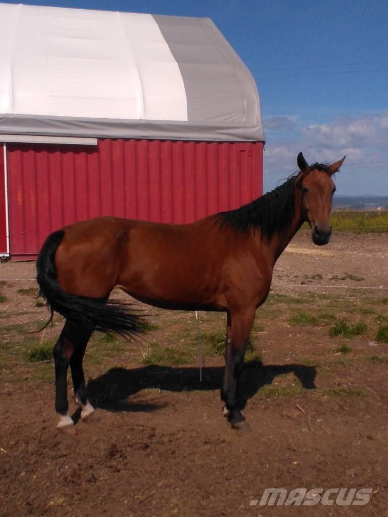  Horse Family Egyéb állattenyésztés gépei és tartozékok