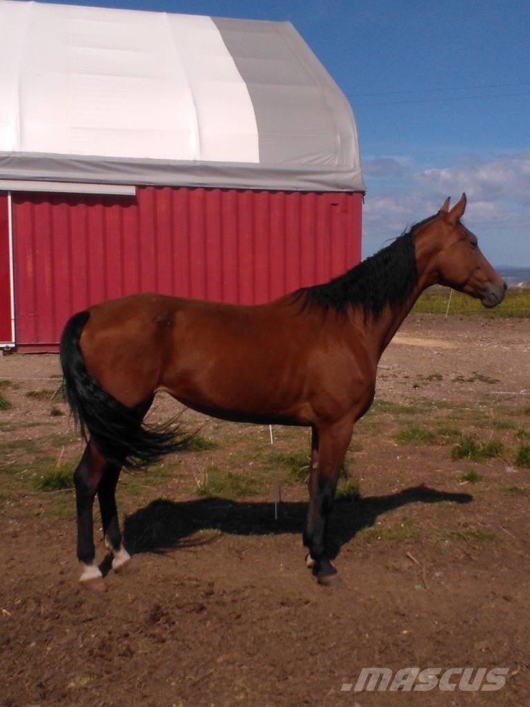  Horse Family Egyéb állattenyésztés gépei és tartozékok