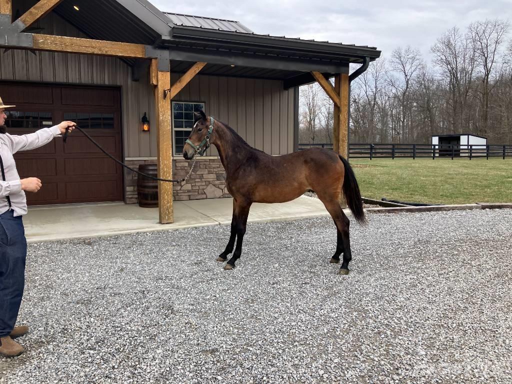Morgan Filly Egyéb traktor tartozékok
