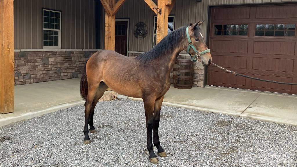 Morgan Filly Egyéb traktor tartozékok