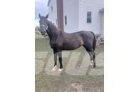  Horse Mare Egyéb állattenyésztés gépei és tartozékok