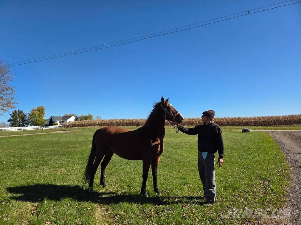  Horse Mare Egyéb állattenyésztés gépei és tartozékok