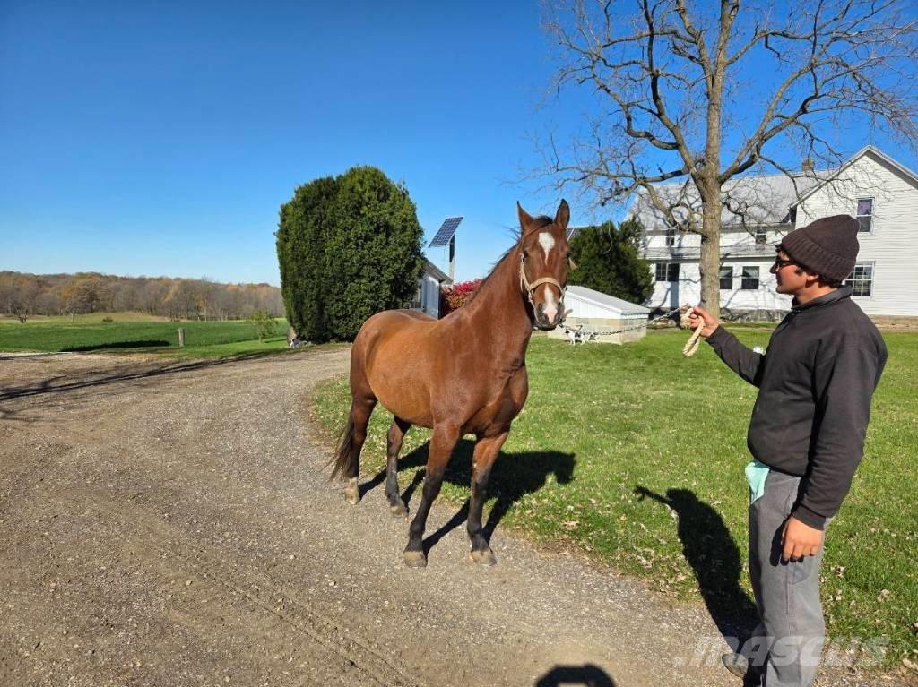  Horse Mare Egyéb állattenyésztés gépei és tartozékok