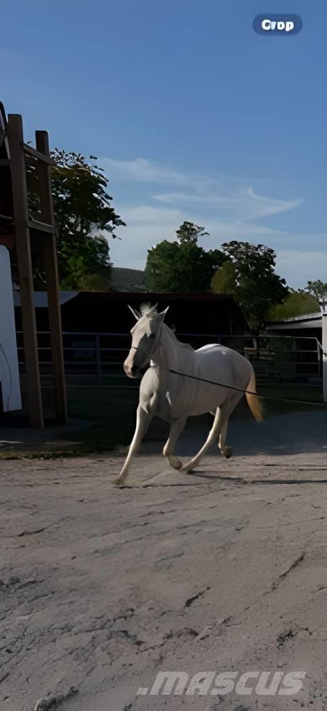  Horse Mare Egyéb állattenyésztés gépei és tartozékok