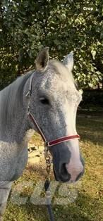  Horse Mare Egyéb állattenyésztés gépei és tartozékok