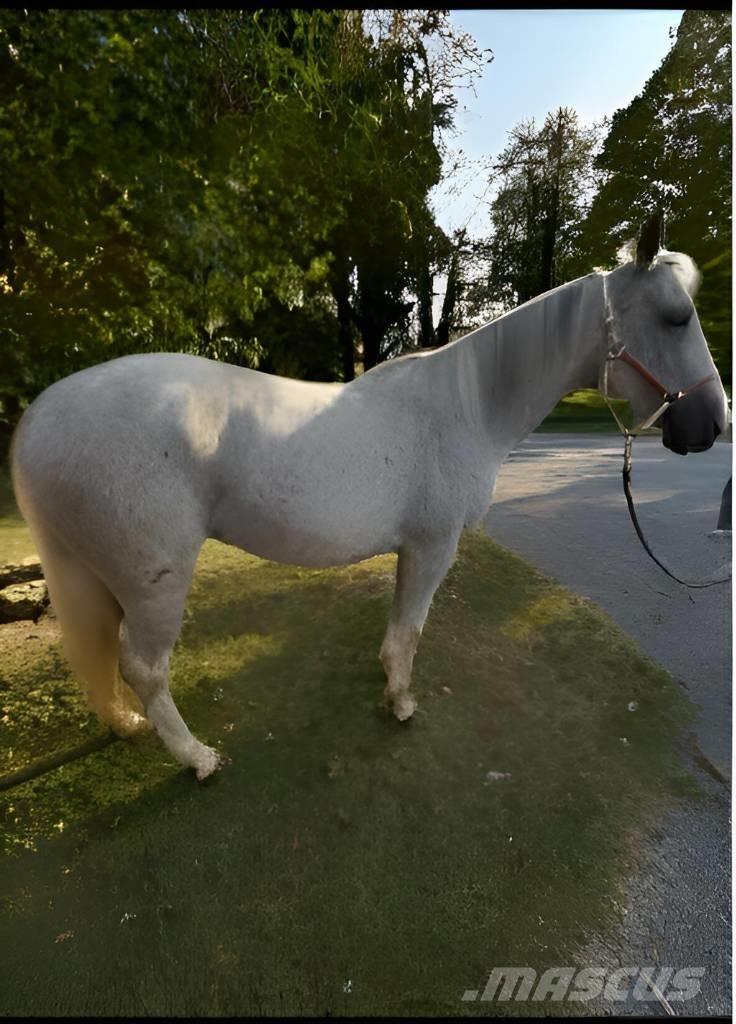  Horse Mare Egyéb állattenyésztés gépei és tartozékok