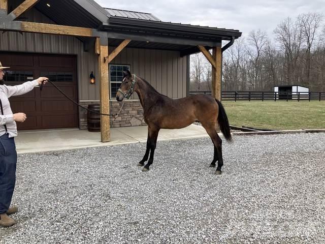 Morgan Filly Építőipar - Egyebek
