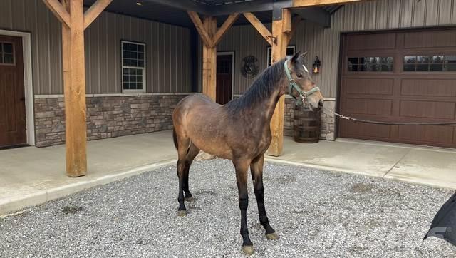 Morgan Filly Építőipar - Egyebek