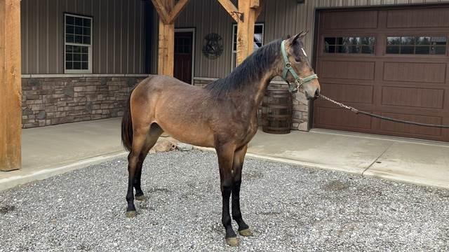 Morgan Filly Építőipar - Egyebek