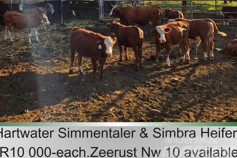  10 x Simmantaler/Simbra heifers Egyéb